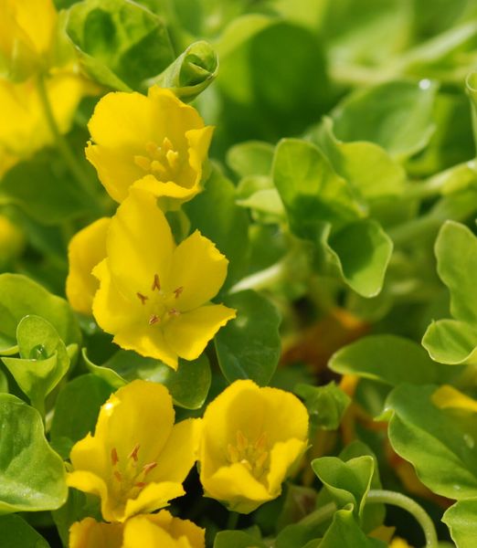 Lysimachia nummularia